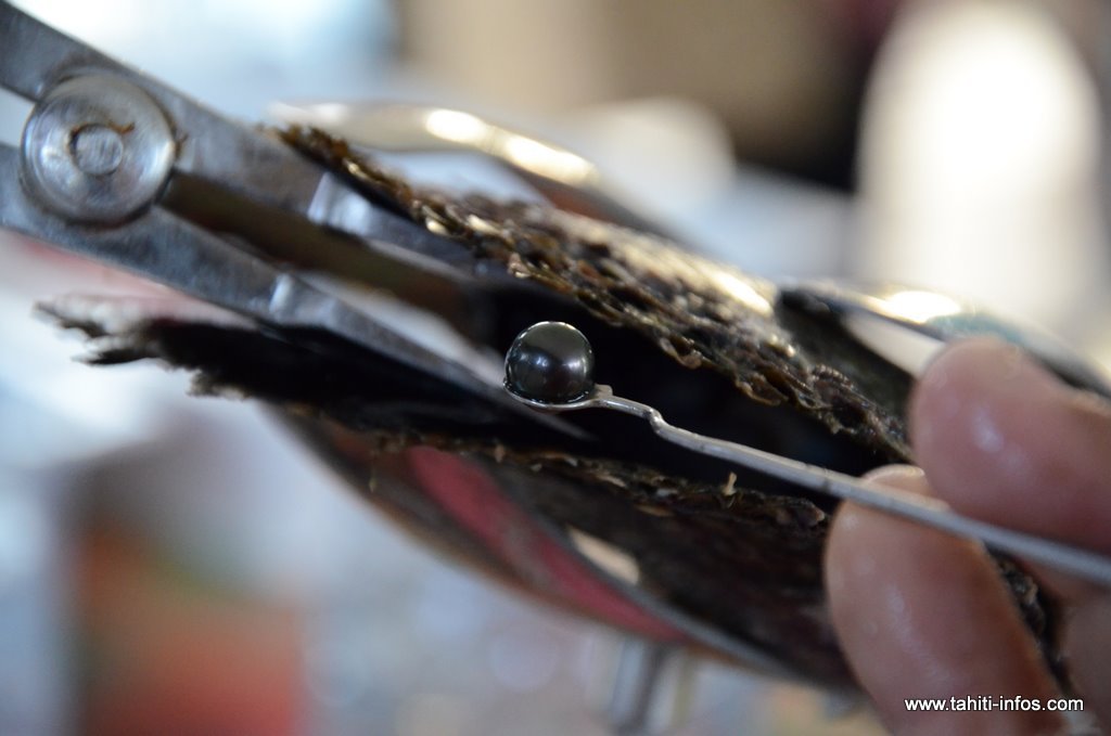 Vers un "numerus clausus" pour l’activité perlicole