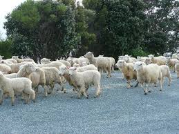 Nouvelle-Zélande: une fin de cavale trop "bêête"