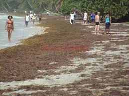 Le ramassage des algues sargasses en Guadeloupe: une priorité