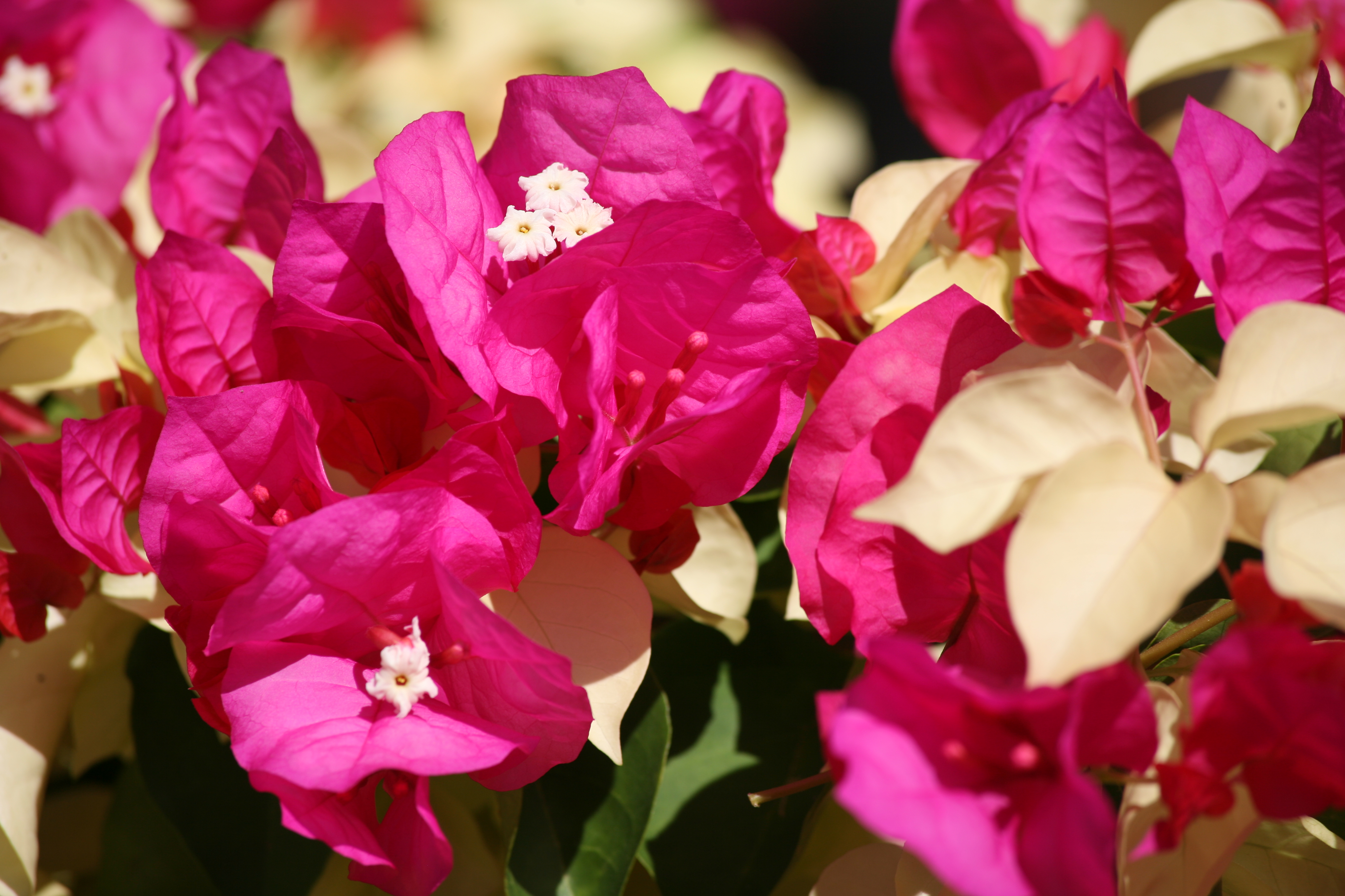 Commerson dédia l’une des plus belles fleurs tropicales à Bougainville, en baptisant “ Buginvillaea” sa découverte lors de l’escale à Rio de Janeiro. Pour se faire pardonner ?