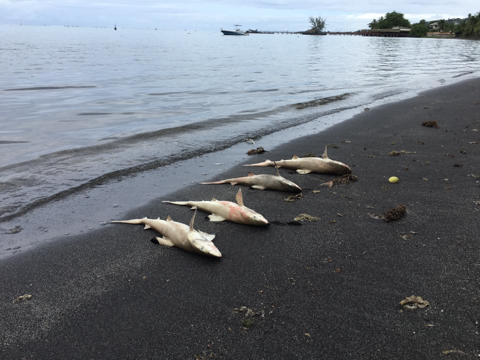 Des petits requins retrouvés morts en bord de mer à Punaauia