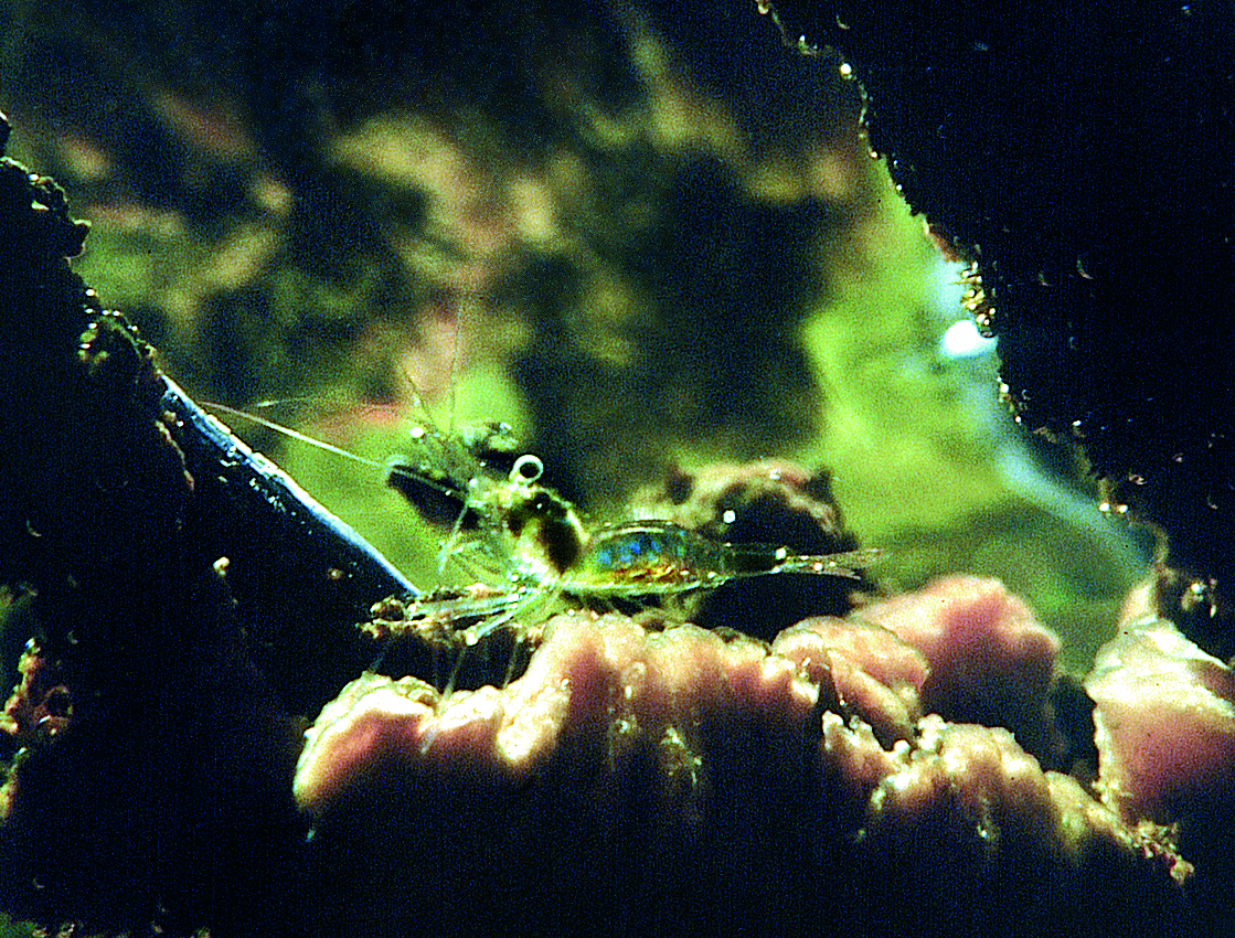 Des crevettes presque totalement transparentes vivent dans les mares à kopara. Parfois elles y pullulent. Attirez-les avec l’abdomen d’un bernard l’hermite.
