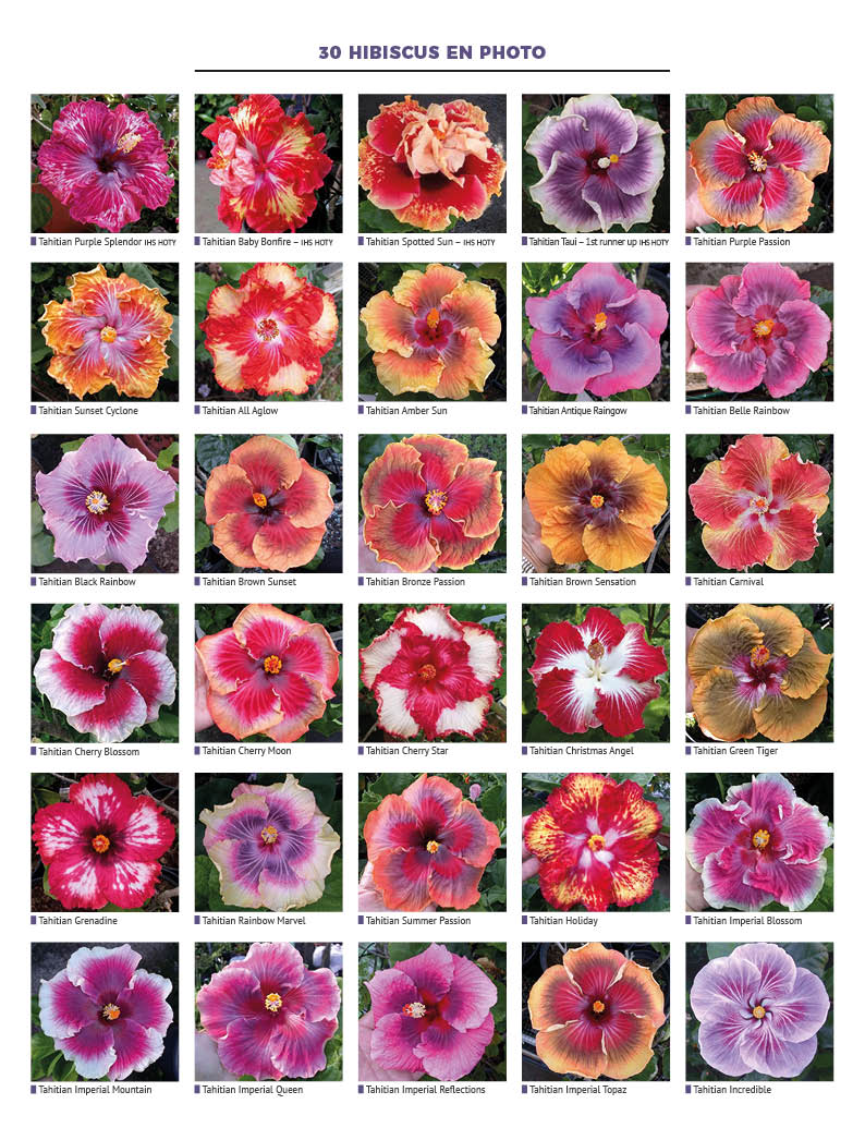 Festival de couleurs pour les Hibiscus