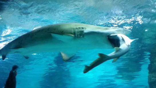 Le requin-taureau devrait finir par régurgiter son camarade.  AFP/COEX AQUARIUM