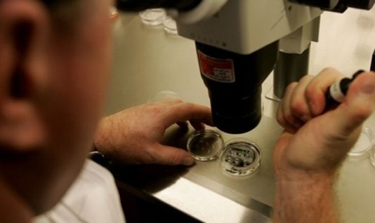 GB: des scientifiques autorisés à manipuler des embryons humains