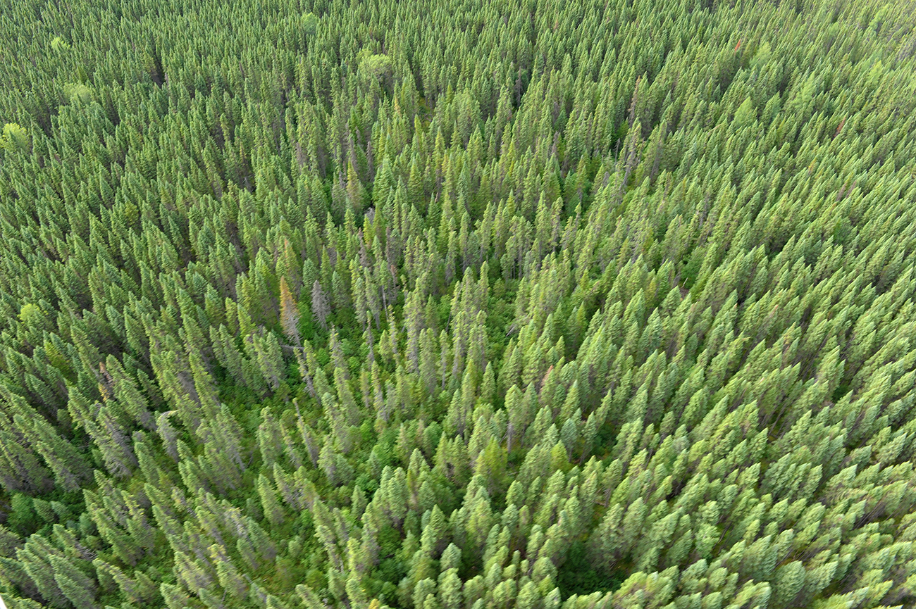 Le Canada sanctuarise une vaste forêt de la côte pacifique