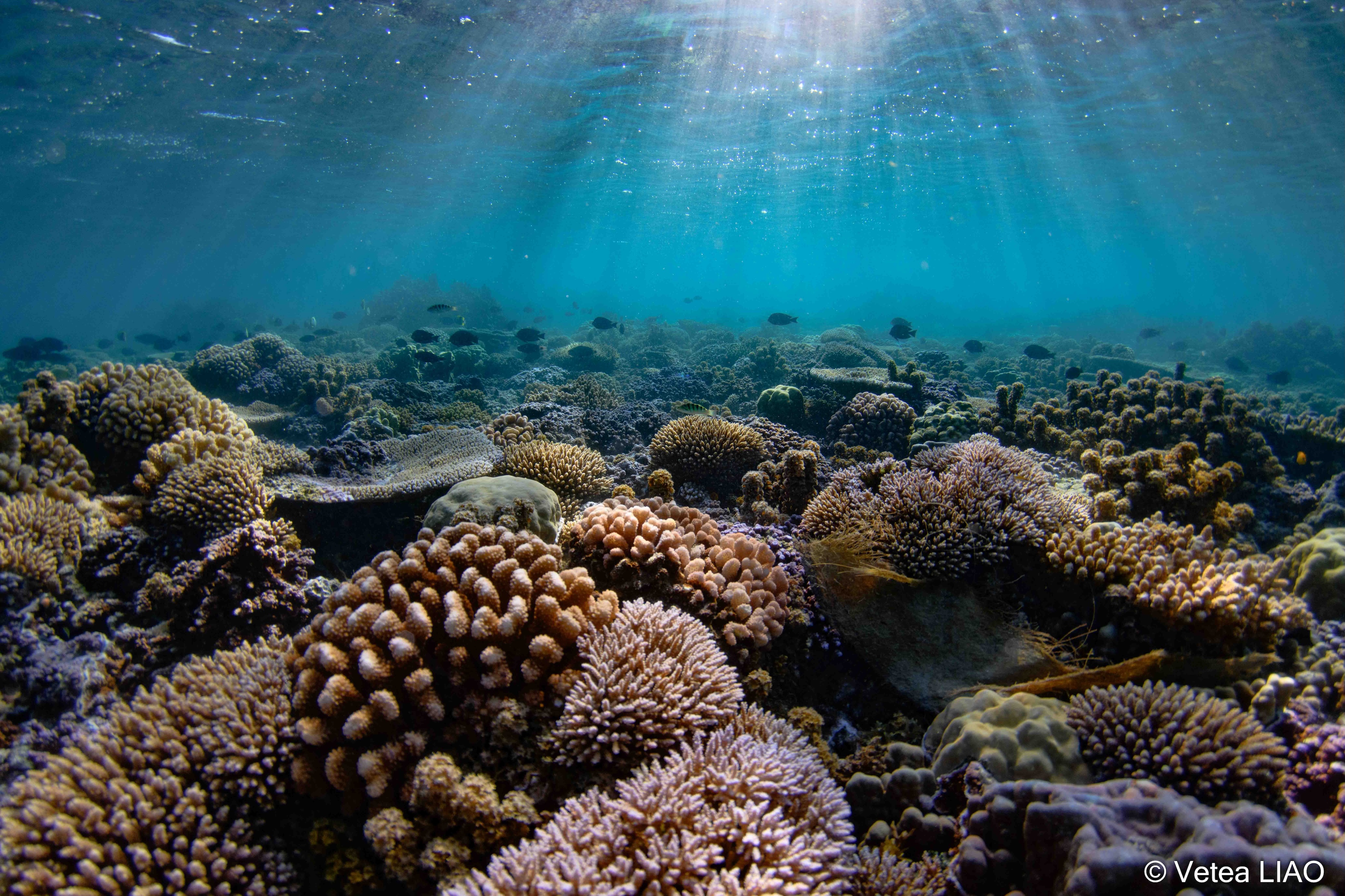 Les récifs d’hier, d’aujourd’hui et de demain, c’est la trame de cette troisième exposition organisée par l’association Tama no te tairoto. (Crédit : Vetea Liao)