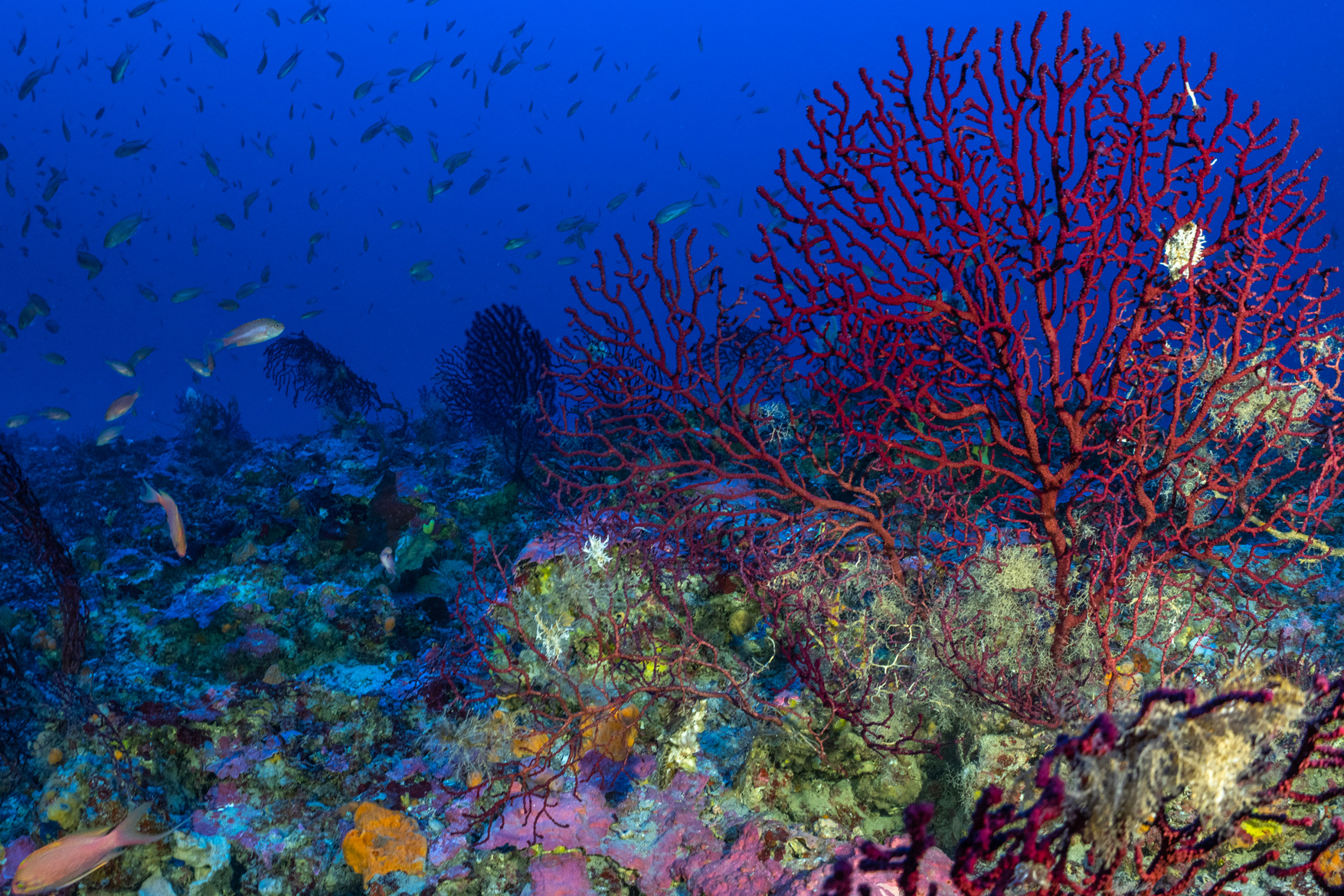 Handout / Under the Pole / AFP