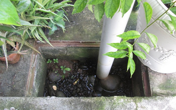 Les réserves d'eau, même les plus petites sont suffisantes pour qu'un moustique femelle puisse y déposer en moyenne 500 œufs après avoir ingurgité un repas de sang humain.