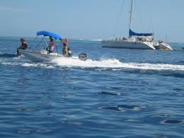 Le bruit des bateaux double la mortalité de poissons par prédation