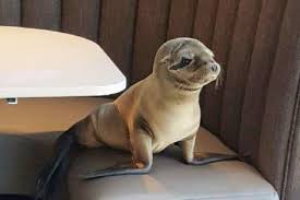 Un bébé otarie affamé s'attable dans un restaurant chic en Californie