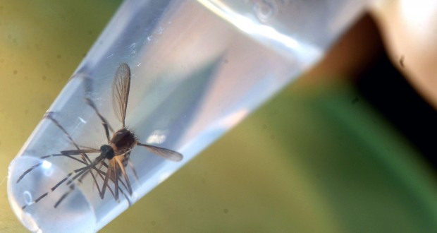 Le virus Zika découvert dans le sperme d'un homme 2 mois après l'infection (étude)