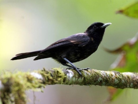 Le monarque fait ainsi partie des espèces protégées de catégorie A.