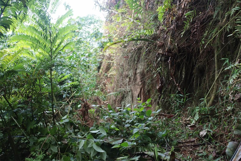 ​Ua Pou en alerte face au Miconia crenata