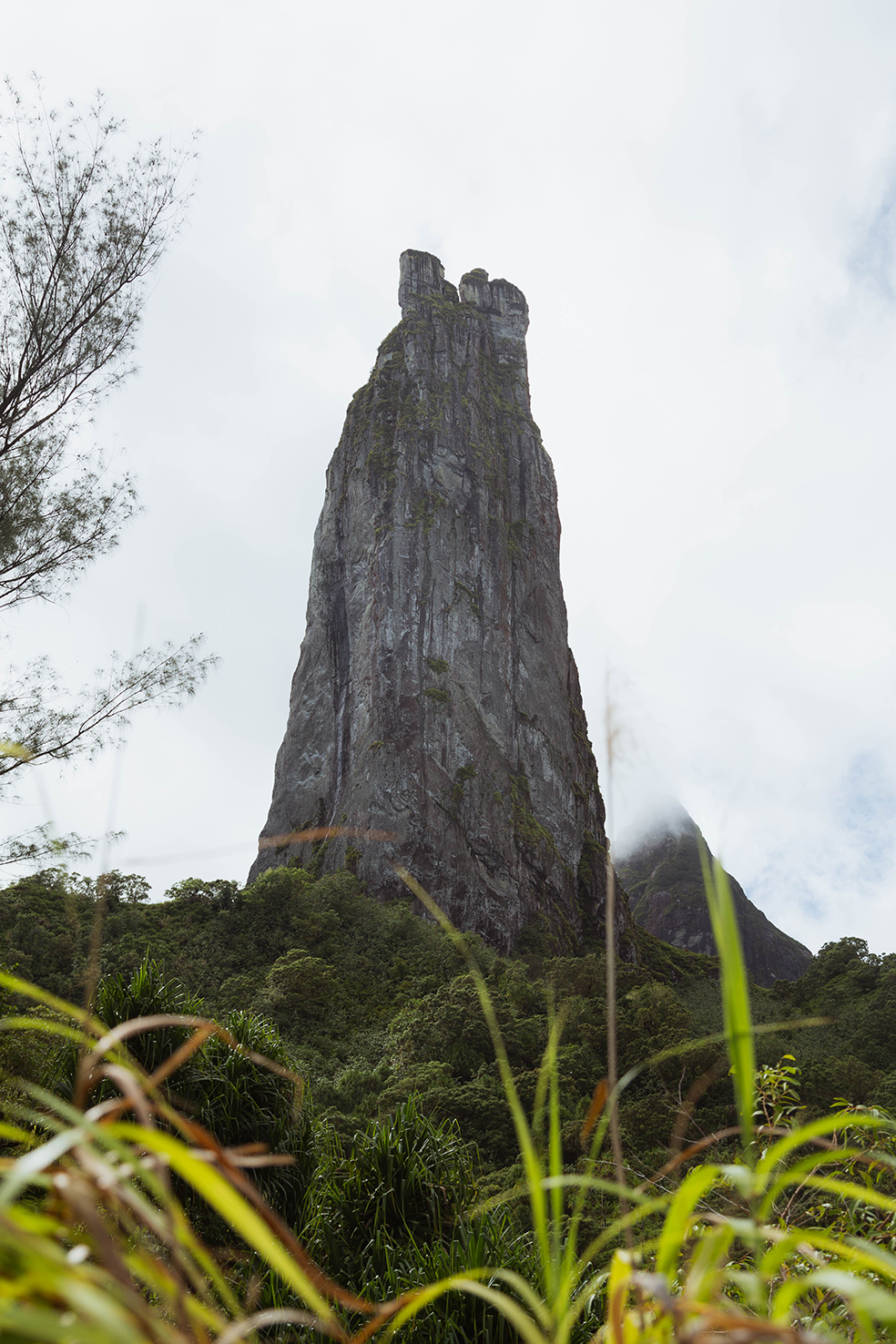 ​Ua Pou en alerte face au Miconia crenata