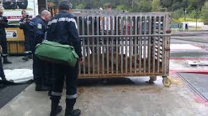 Un an avec sursis et amendes contre un Espagnol qui transportait 21 animaux sauvages