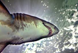 Un kitesurfeur mordu par un requin en Nouvelle-Calédonie