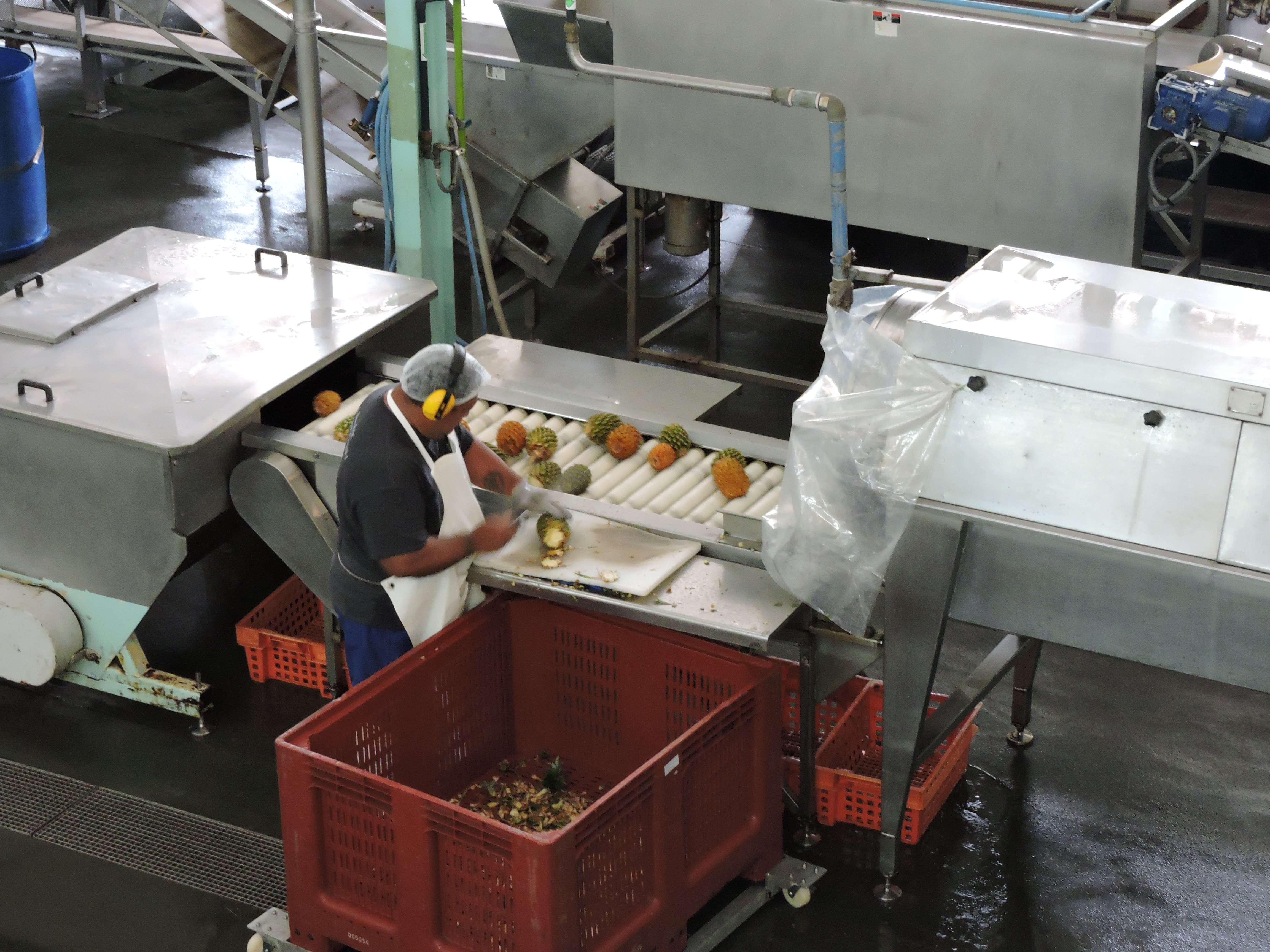Près de 50 personnes travaillent à l'usine de Jus de fruits de Moorea.