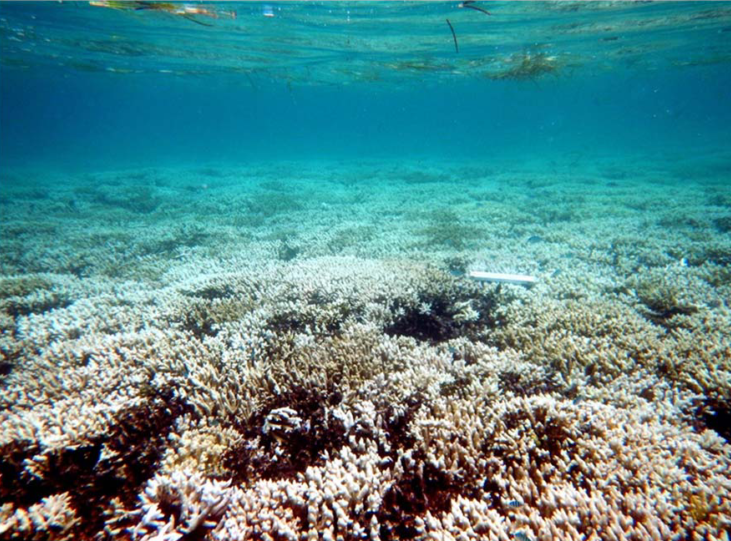 Les coraux branchus en eau  peu profonde sont fortement touchés : à l’îlot Maître, les Acropora montrent un blanchissement étendu (échelle 20 cm). © IRD / F. Benzoni.