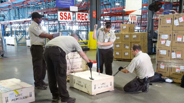 Des inspecteurs du service de la faune américaine à l'aéroport international de Miami le 3 février 2016. AFP