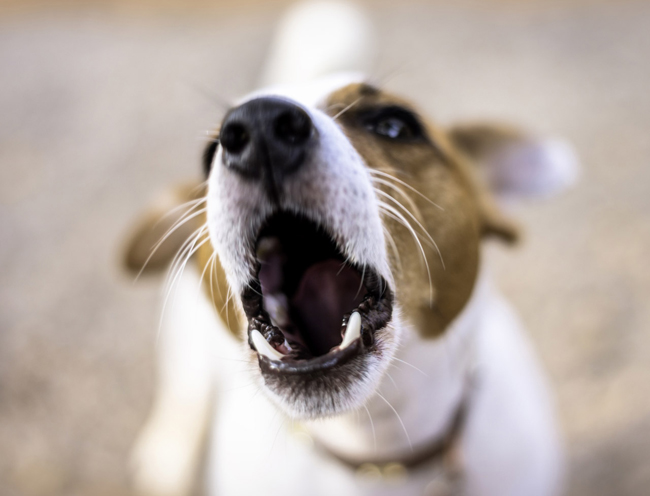 La Repression Contre Les Nuisances Sonores Entre Dans Le Code