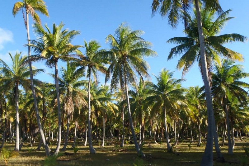 Un arbre aux multiples atouts, qui n’a pas fini de nous surprendre (Crédit : archive Tahiti Infos).