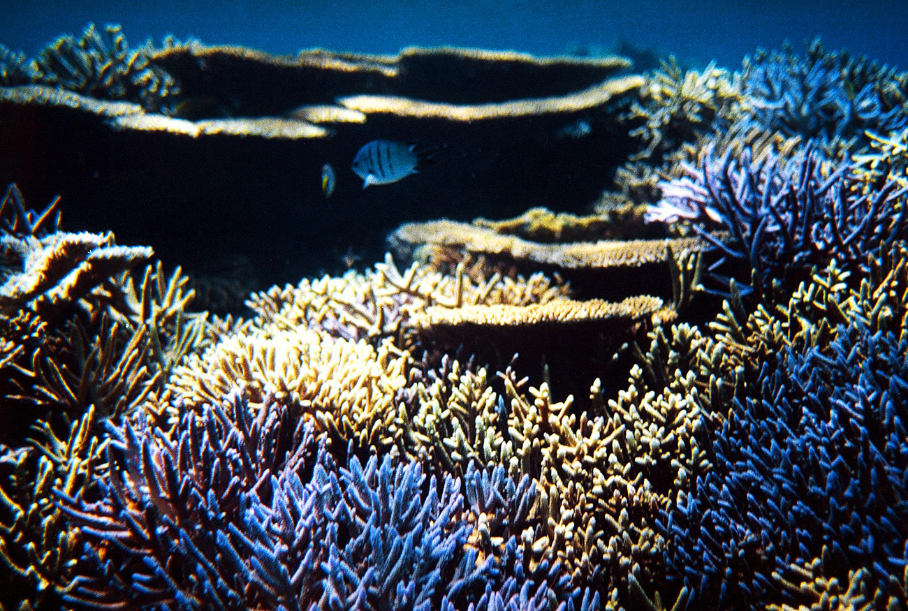 Les récifs de Nouvelle-Calédonie menacés par un épisode de blanchissement massif