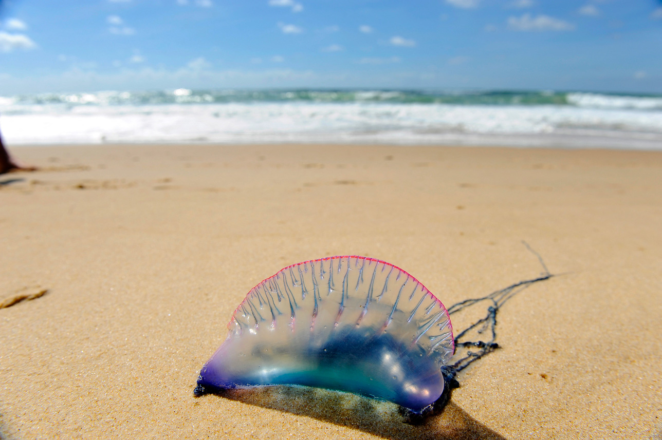 Crédit JEAN PIERRE MULLER / AFP