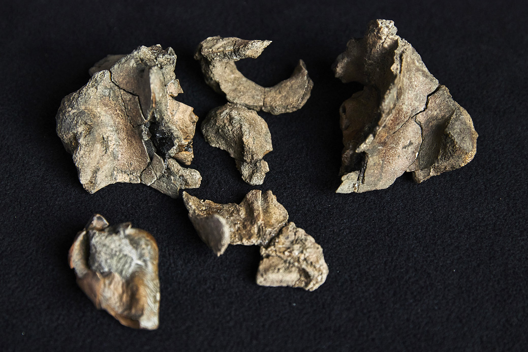 Crédit Tom BREAKWELL / MUSEUMS VICTORIA / AFP