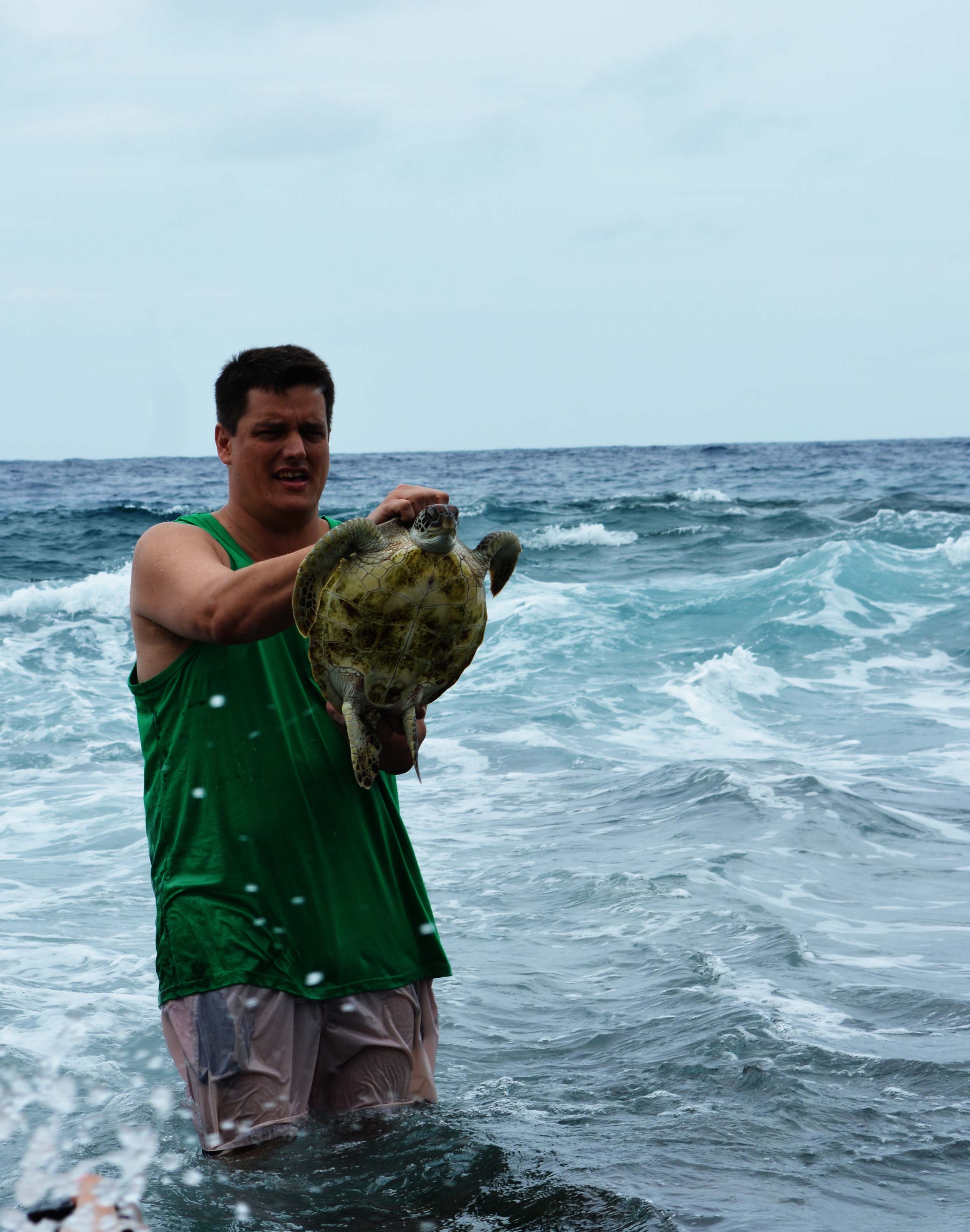Deux tortues vertes relâchées à Temae  