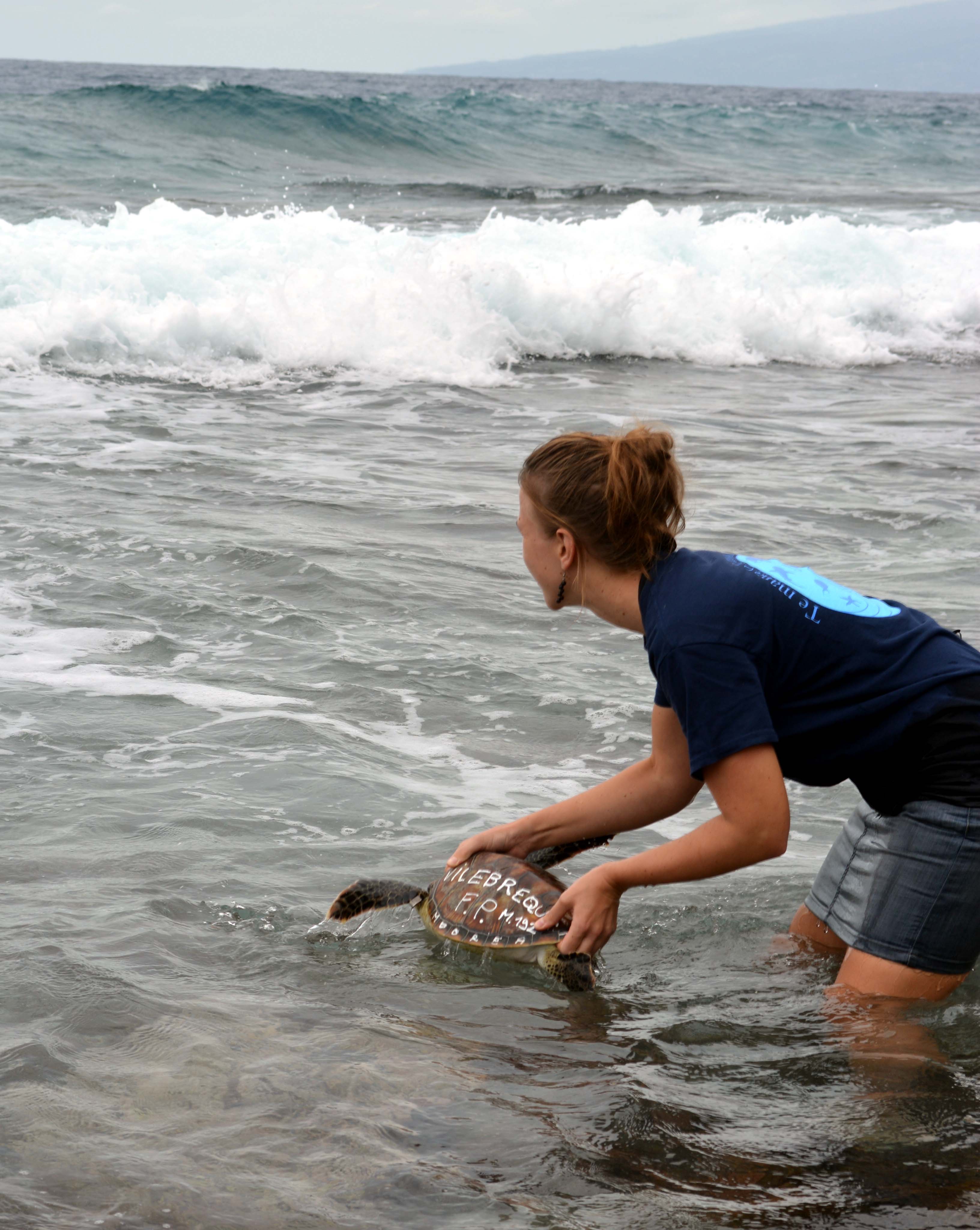 Deux tortues vertes relâchées à Temae  