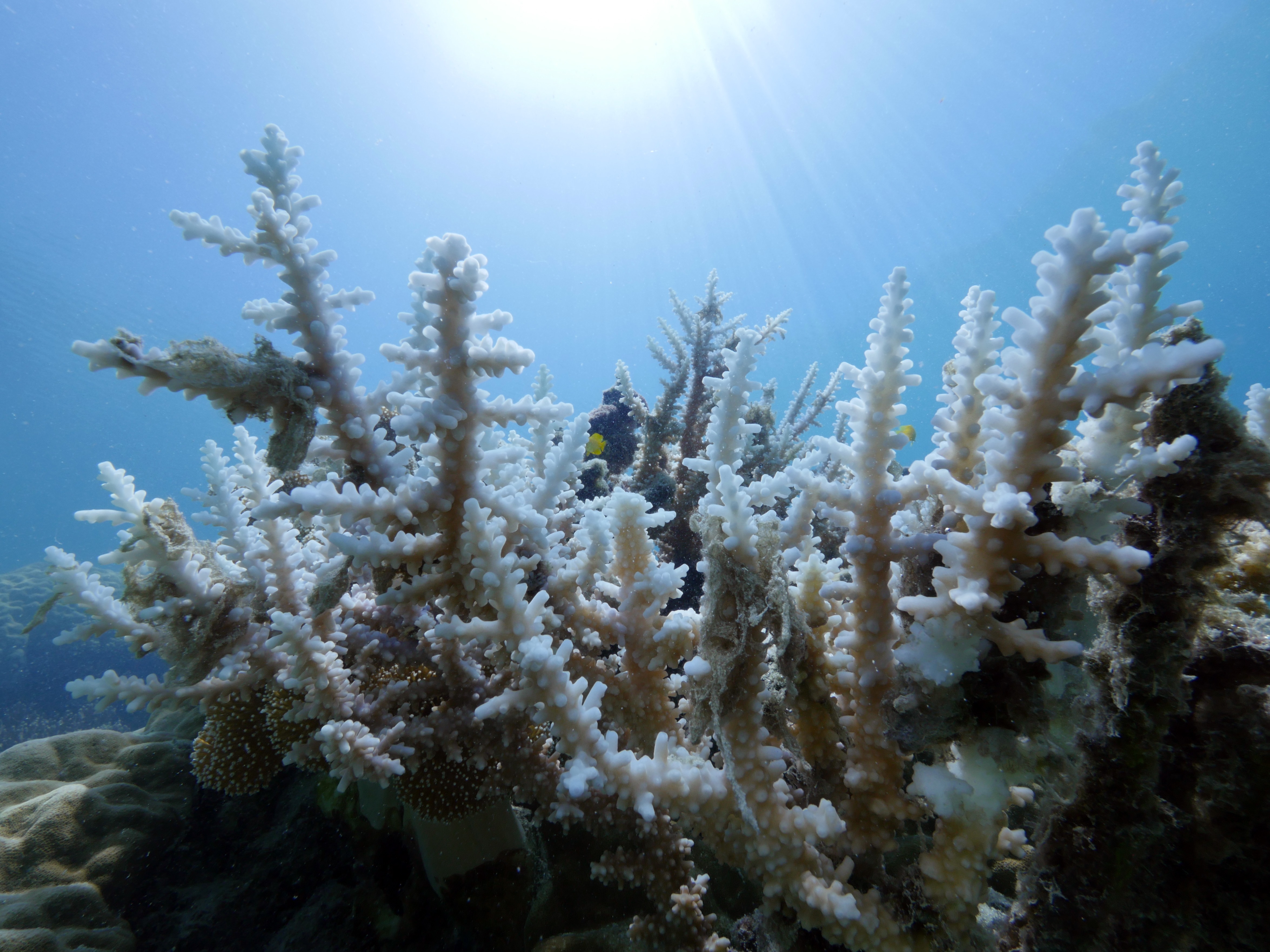 Cette photo a été prise en Australie. La Grande Barrière de corail présente depuis quelques semaines, elle aussi,des signes de blanchissement dû au réchauffement de la température de la mer, phénomène qui pourrait s'accélérer rapidement si les conditions météorologiques ne s'améliorent pas, ont prévenu des scientifiques. Photo : AFP