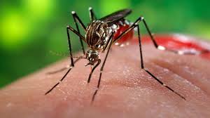 Zika: nouvelle preuve de la capacité du virus Zika à s'attaquer au système nerveux