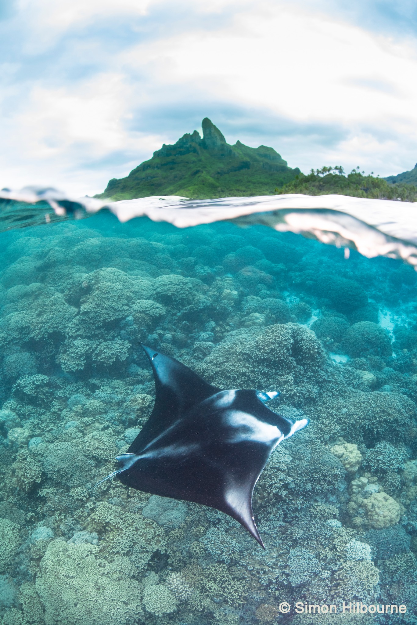 ©Simon Hilbourne / Mantas de Polynésie