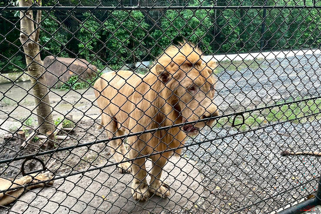 Crédit Handout / Thailand's Department of National Parks, Wildlife and Plant Conservation (DNP) / AFP