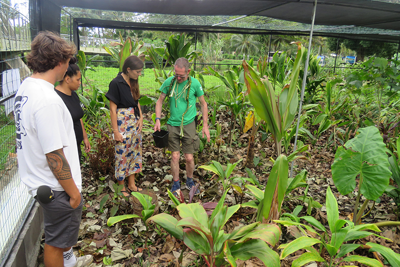Une réserve aménagée à Moorea pour les escargots Partula