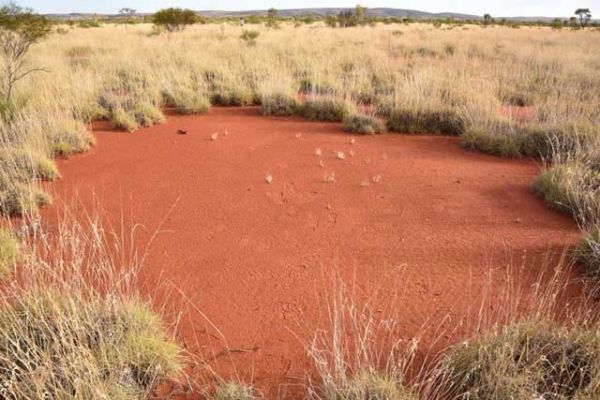 Insolite: des "cercles de fées" découverts en Australie