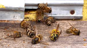Abeilles: Appel aux députés pour une interdiction des pesticides "tueurs d'abeilles"