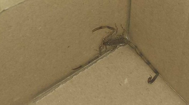 Colis postaux : que faire à la découverte d’un passager clandestin ?