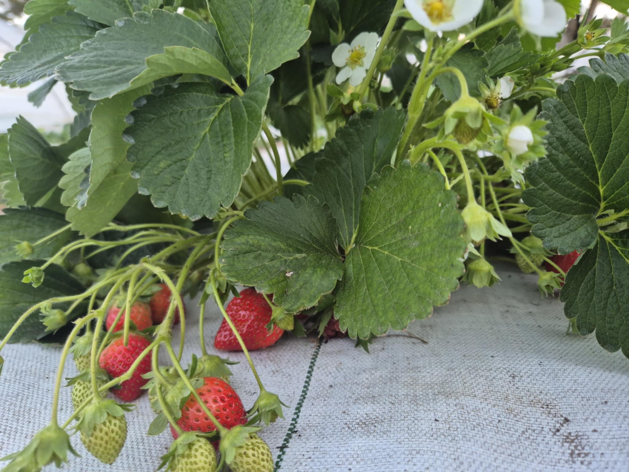 Les premières fraises de Tubuai à la foire agricole