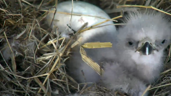 Un aiglon éclot en direct et crée la sensation à Washington