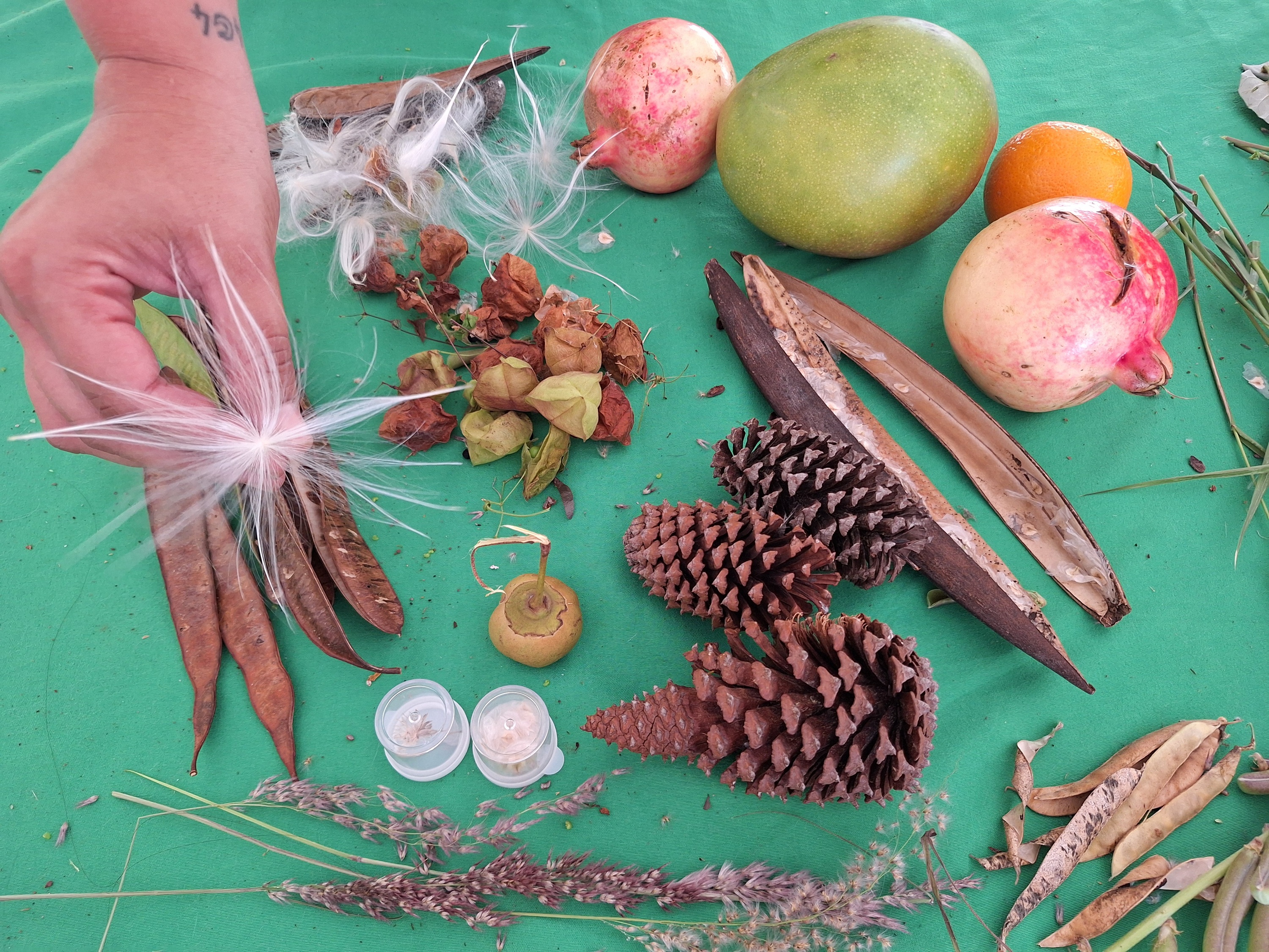 L’intelligence des arbres qui disséminent toutes sortes de graines.