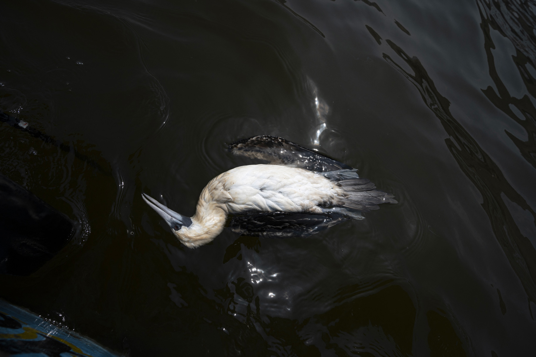 Cris BOURONCLE / AFP