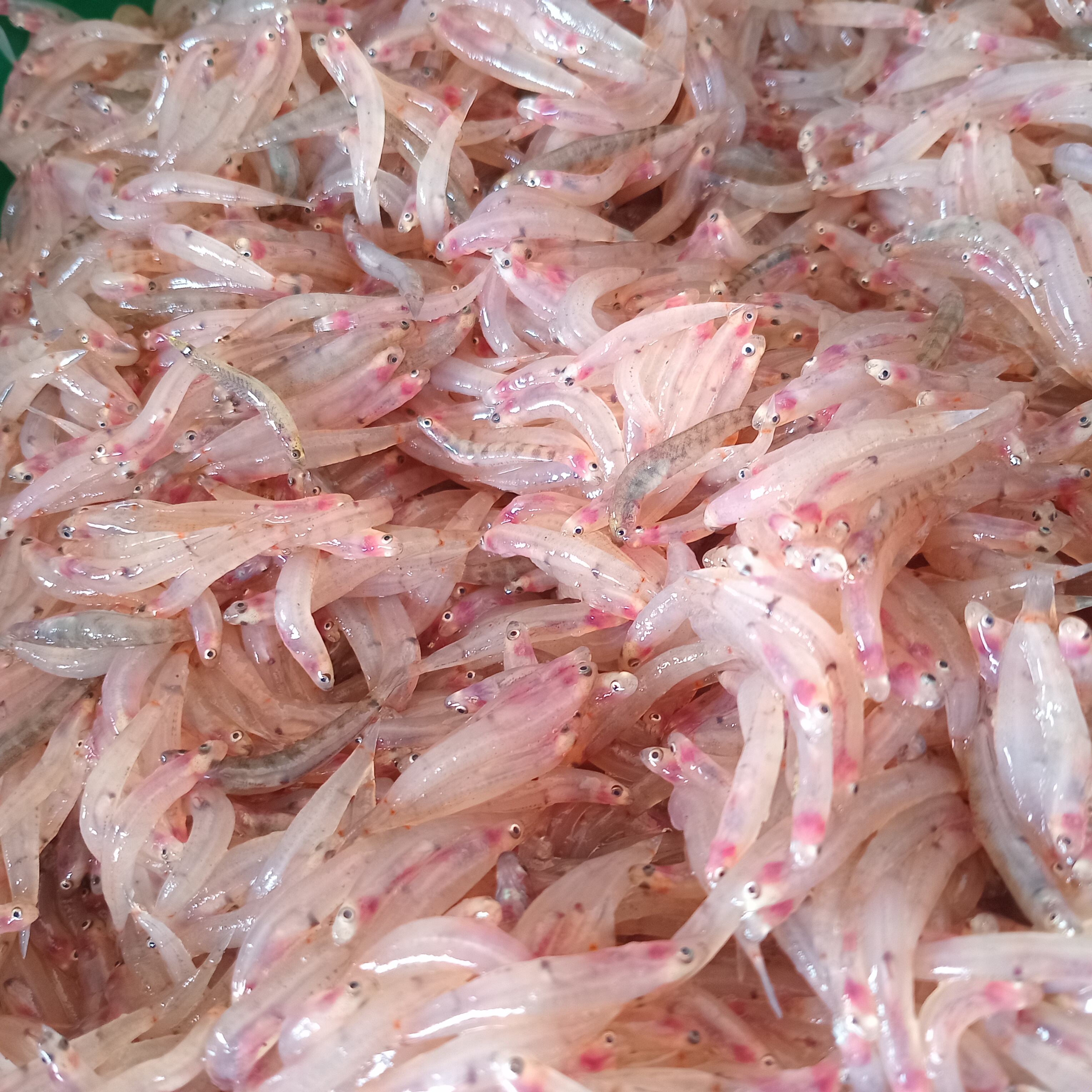 Les alevins roses ou translucides sont les plus prisés (Crédit : Vanessa Niuaiti).