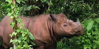 Indonésie: premier contact depuis des décennies avec un rhinocéros rare à Bornéo
