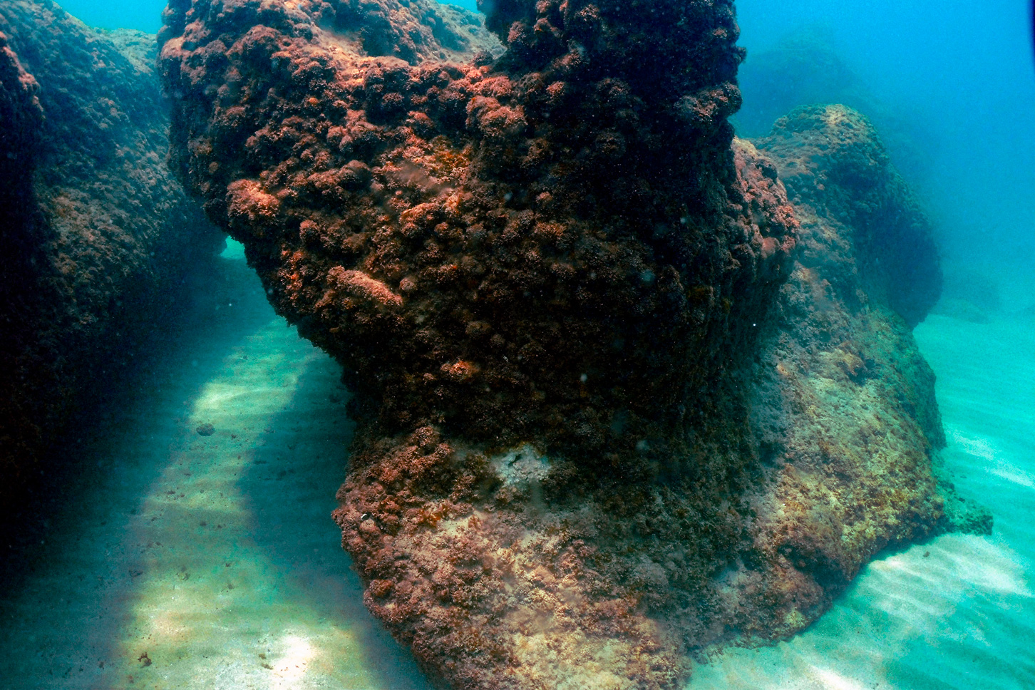 Les récifs coralliens ont franchi un "point de basculement" climatique, alertent 160 scientifiques