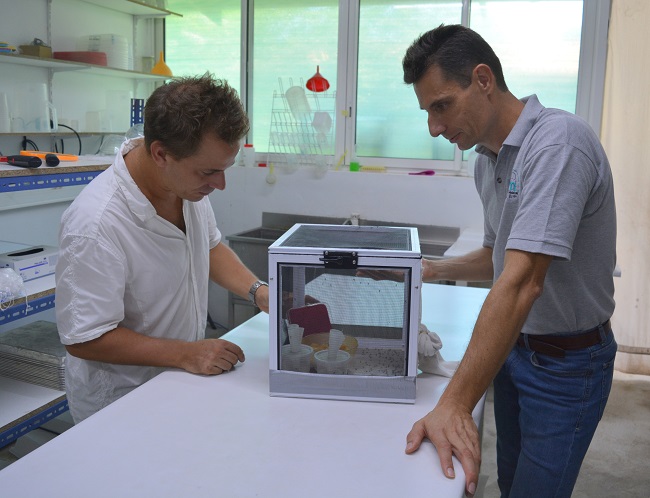 Au laboratoire d'entomologie médicale de l'ILM à Paea, Hervé Bossin (à droite) et Jérôme Marie (à gauche) avec une des cages où sont enfermés des moustiques biologiquement modifiés. C'est à partir de la colonie de ces moustiques modifiés par une bactérie naturelle que le laboratoire de Paea peut produire chaque semaine environ 45 000 moustiques mâles qui sont relâchés à Tetiaroa. Ces moustiques modifiés s'accouplent avec les femelles sauvages de l'atoll mais en raison de leur incompatibilité ne peuvent assurer de descendance. En quelques mois, la population des moustiques à Tetiaroa s'est effondrée.
