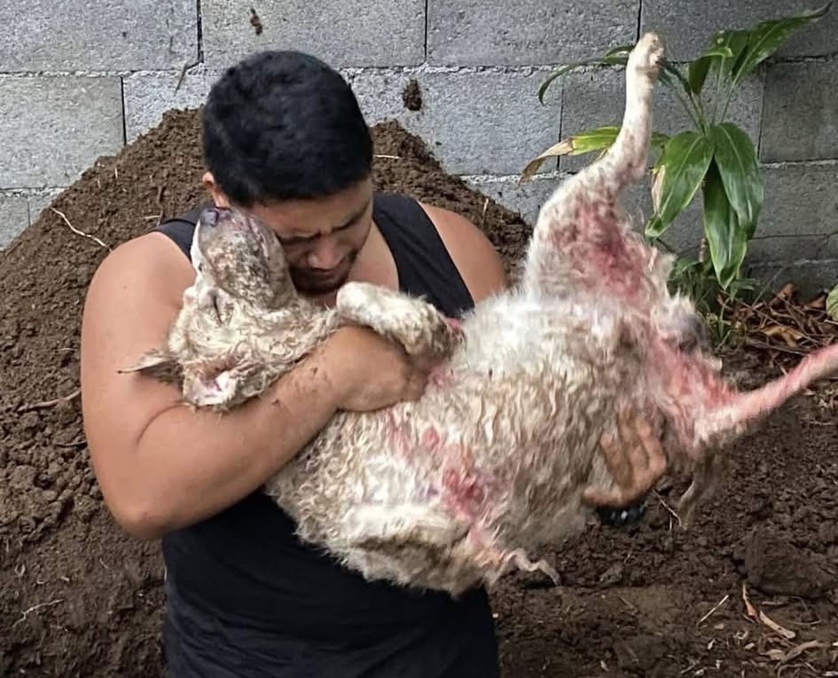 Du côté des propriétaires de chiens assassinés, on réclame justice !