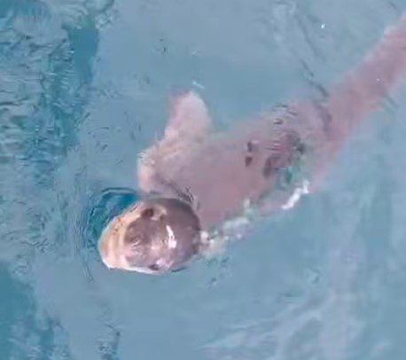 ​Un léopard de mer observé à Rikitea