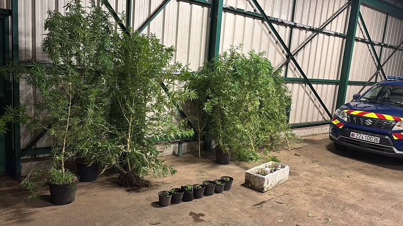 Saisies de paka en cascade par la gendarmerie